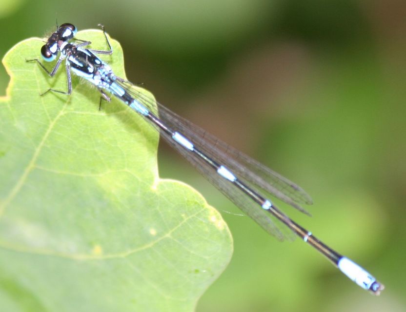 Coenagrion pulchellum - karcsú légivadász