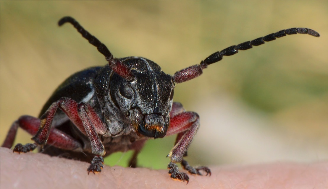 Dorcadion pedestre - kétsávos gyalogcincér