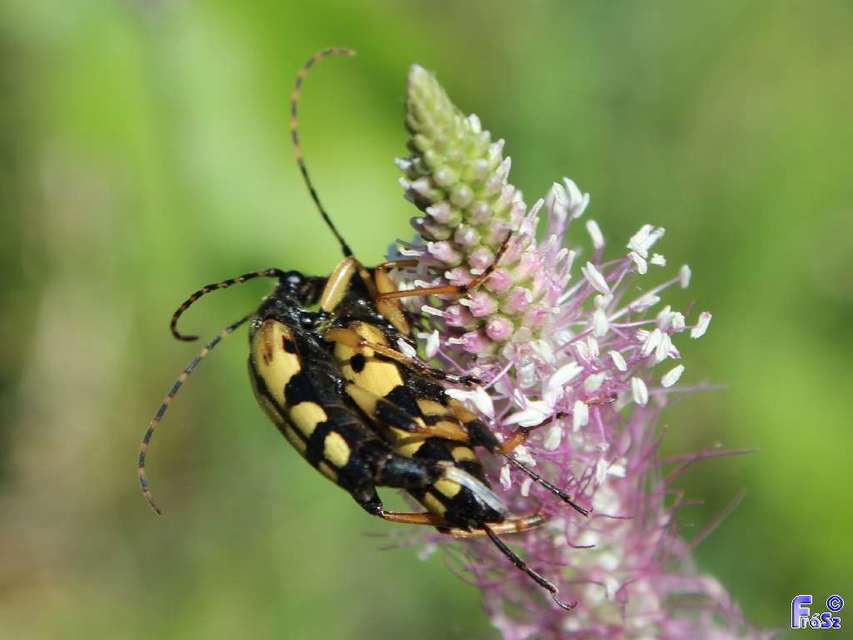 Rutpela maculata - tarkacsápú karcsúcincér