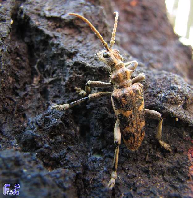 Rhagium sycophanta - tölgyes-tövisescincér