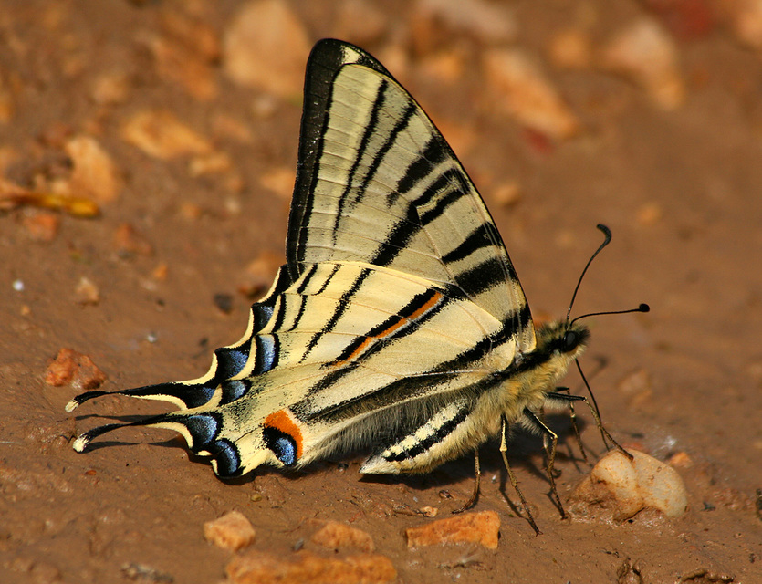 Iphiclides podalirius - kardoslepke
