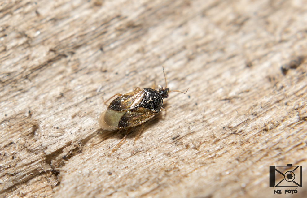 Anthocoridae - virágpoloskák Anthocoridae - virágpoloskák