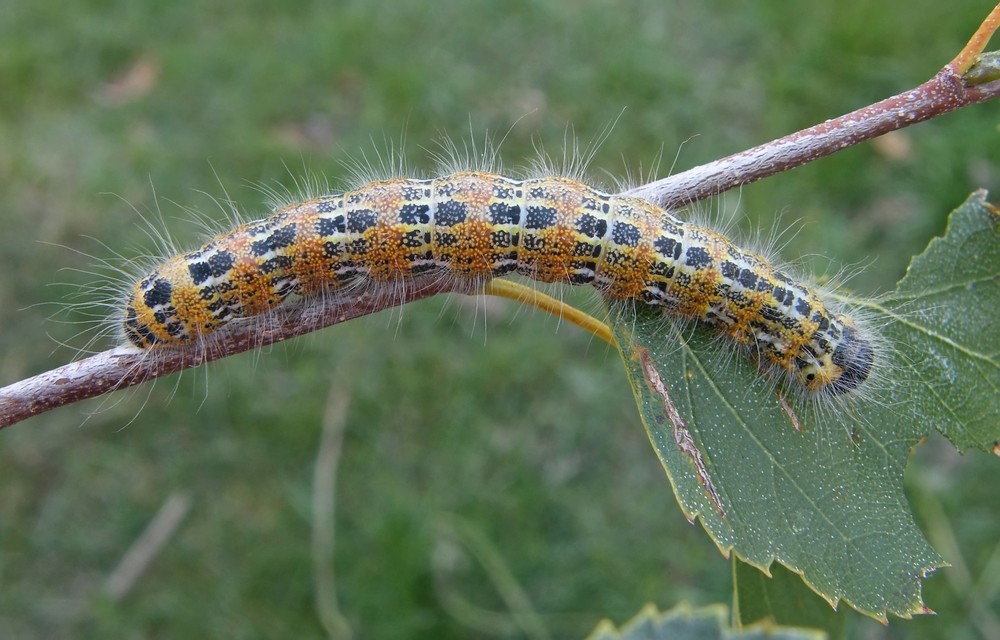 Phalera bucephala - sárgafoltos púposszövő
