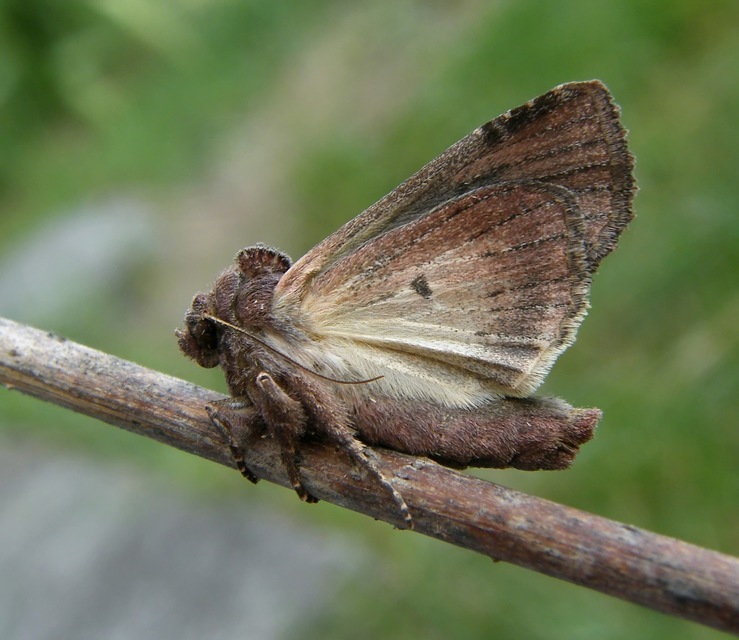 Lacanobia oleracea - saláta-kertibagoly