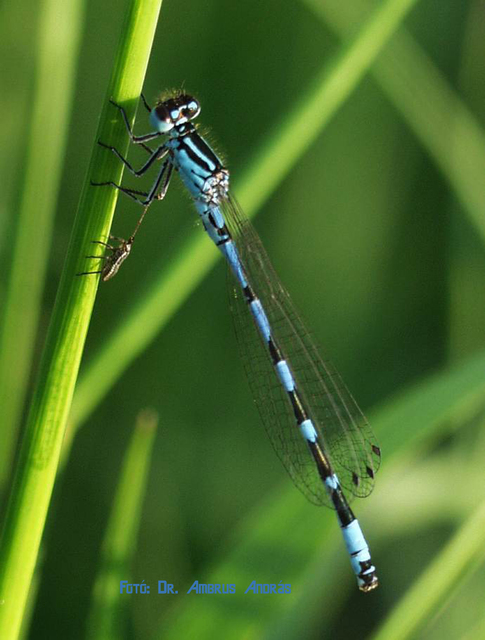 Coenagrion ornatum - díszes légivadász Coenagrion ornatum - díszes légivadász