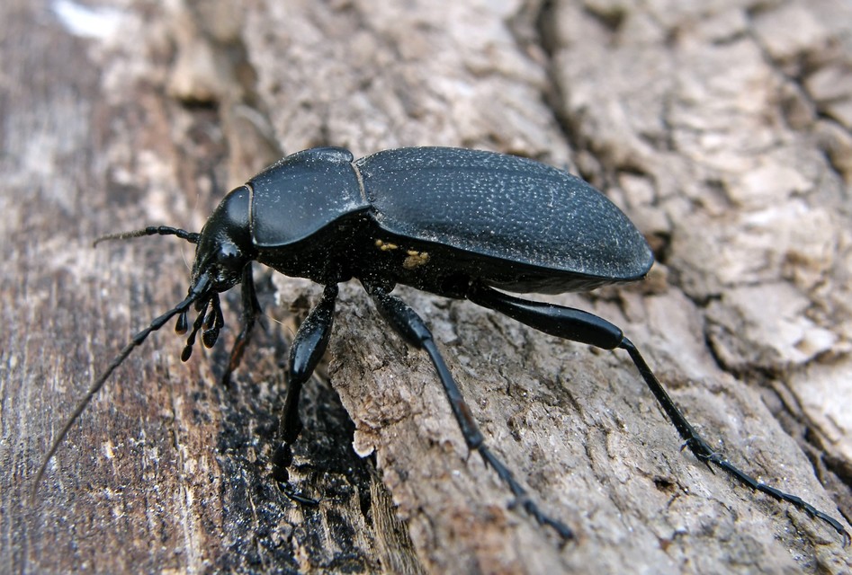Carabus coriaceus - bőrfutrinka Carabus coriaceus - bőrfutrinka