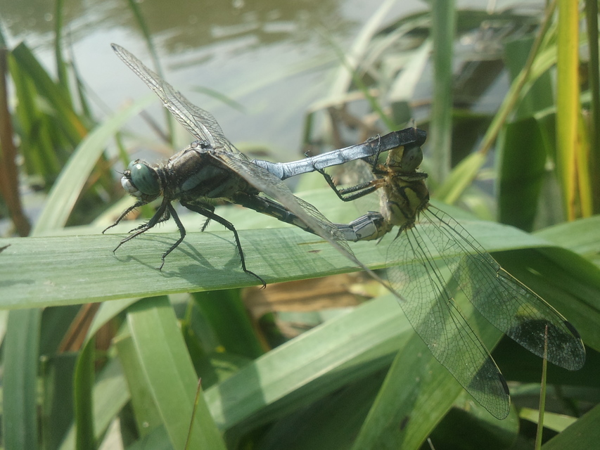 Orthetrum albistylum - fehérfarkú pásztorszitakötő