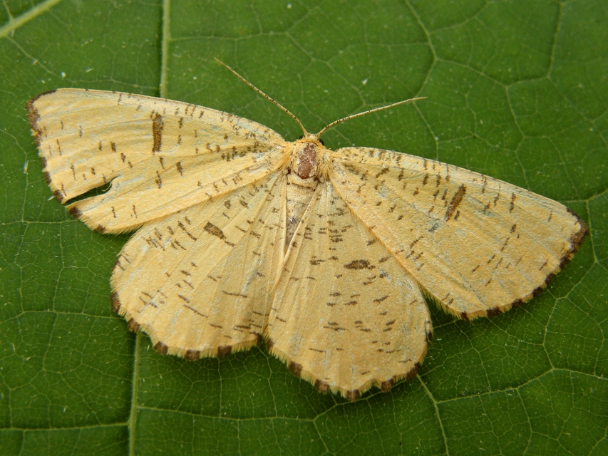 Angerona prunaria - sárga kökényaraszoló