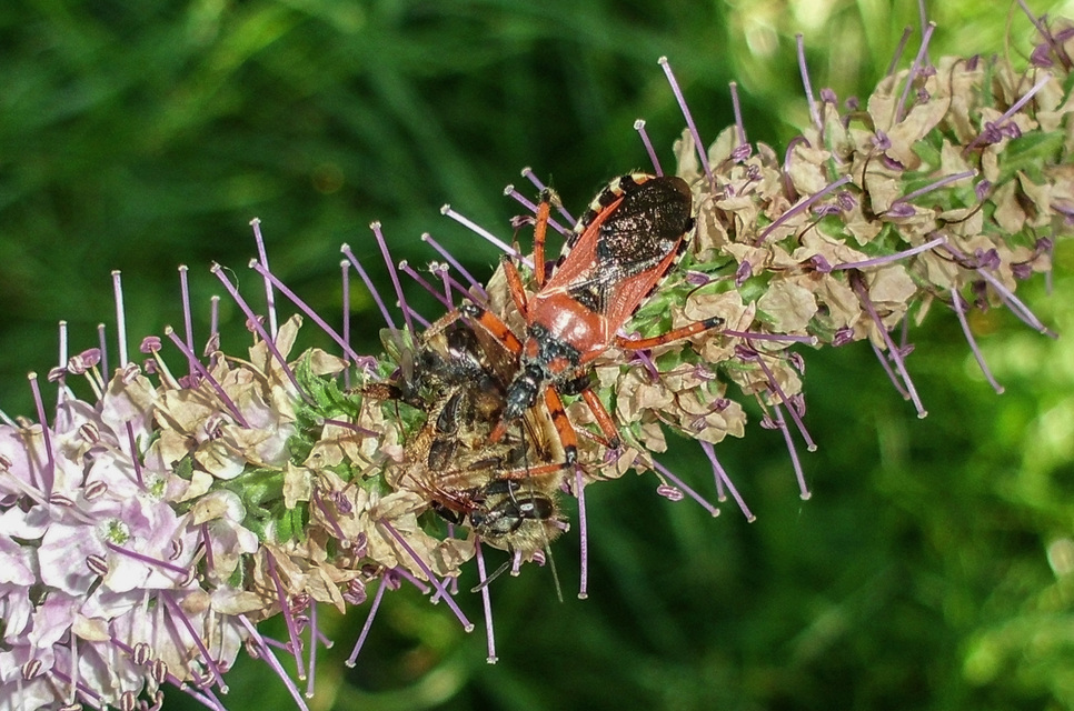 Rhynocoris iracundus - közönséges gyilkospoloska