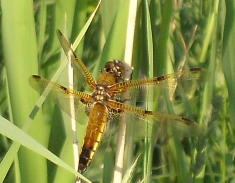 Libellula quadrimaculata - négyfoltos laposacsa