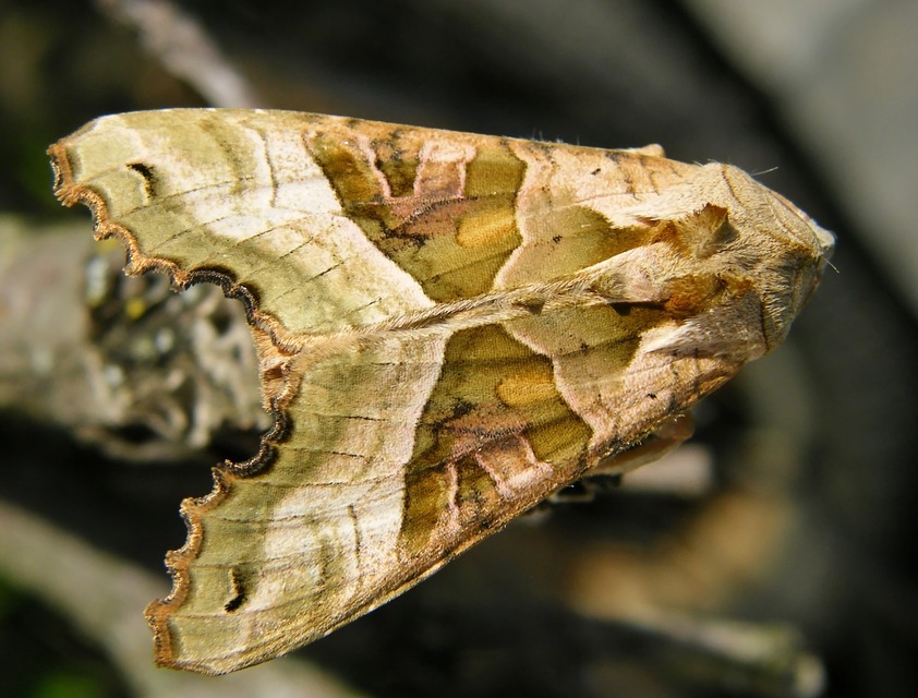 Phlogophora meticulosa - vándorló csipkésbagoly