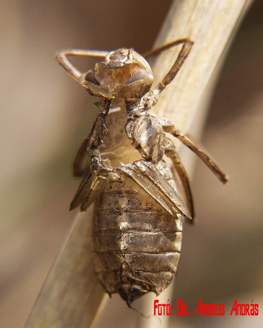 Cordulia aenea - bronzos smaragdszitakötő