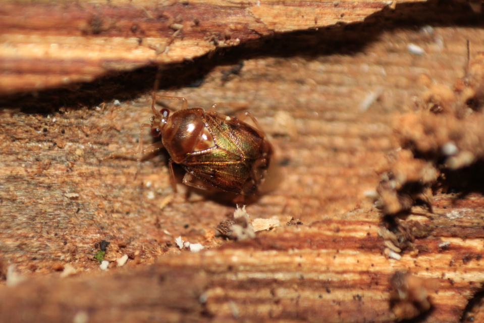 Deraeocoris lutescens - sárgás mezeipoloska