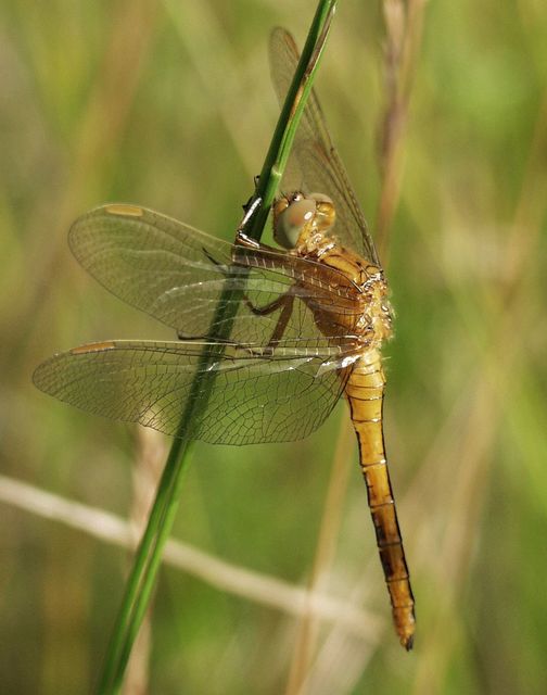 Orthetrum coerulescens - karcsú pásztorszitakötő