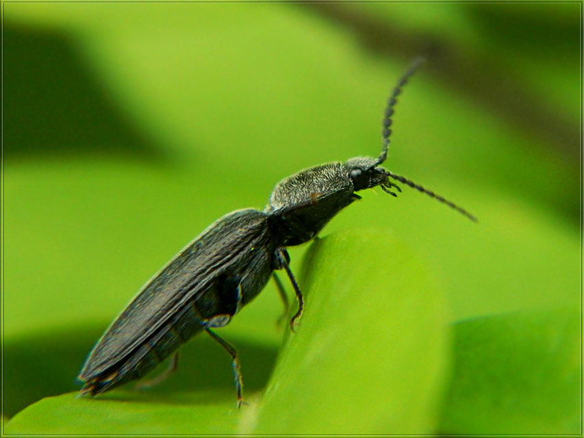 Cidnopus pilosus - szőrös pattanó