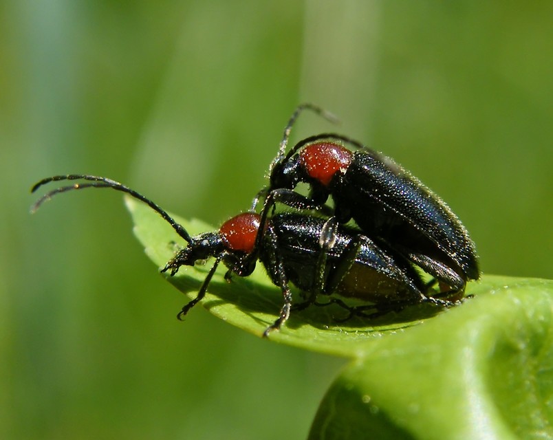 Dinoptera collaris - vörösnyakú virágcincér