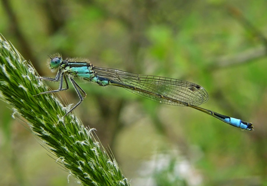 Ischnura elegans