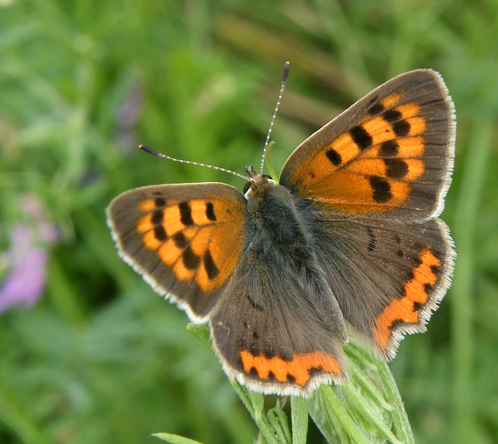 Lycaena phlaeas - közönséges tűzlepke