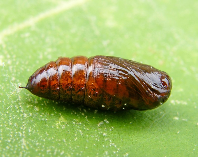 Clostera curtula - rövidszárnyú levélszövő