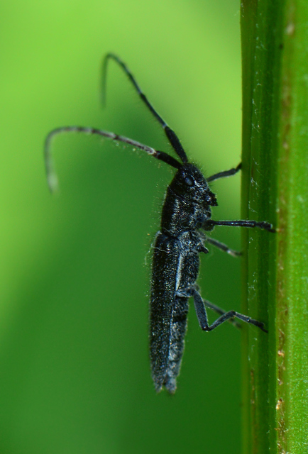 Agapanthia cardui - sávos bogáncscincér