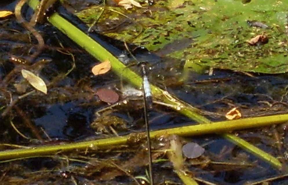 Orthetrum albistylum - fehérfarkú pásztorszitakötő
