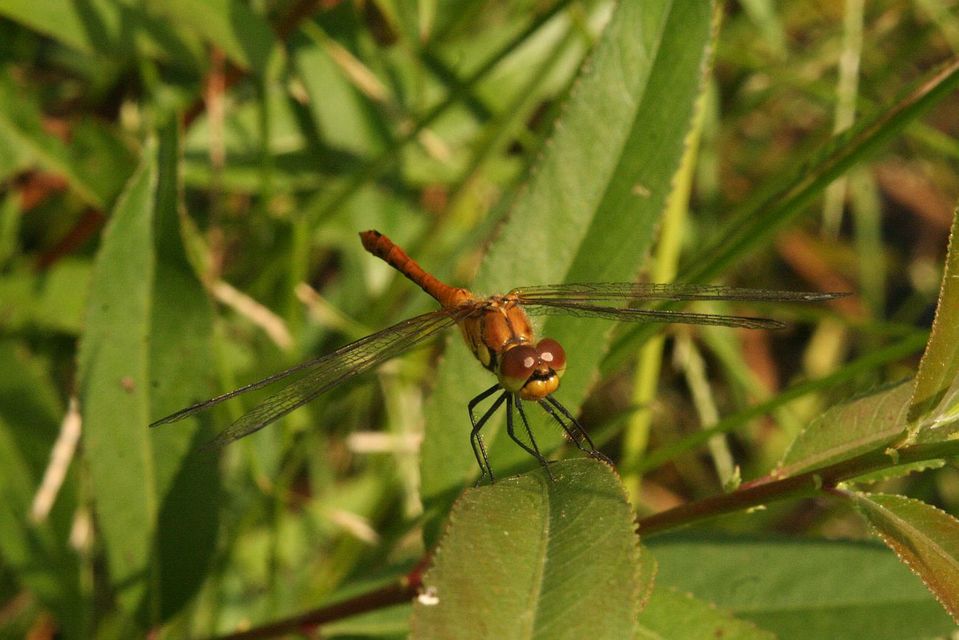 Sympetrum sanguineum - vörös katona-szitakötő