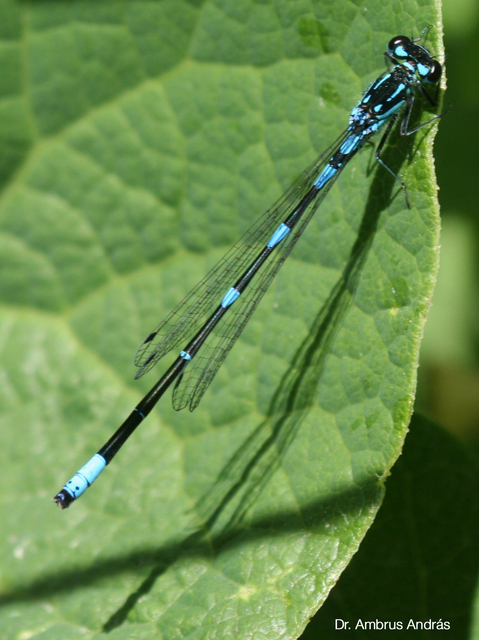 Coenagrion pulchellum - karcsú légivadász