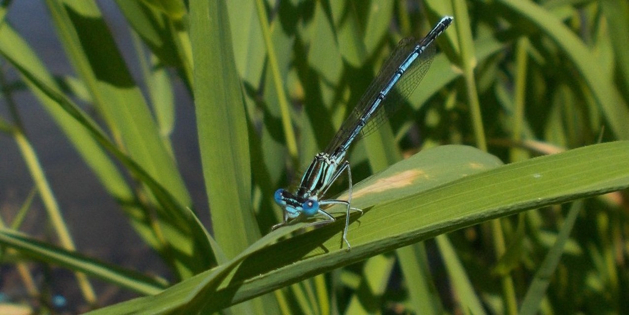 Platycnemis pennipes - széleslábú szitakötő