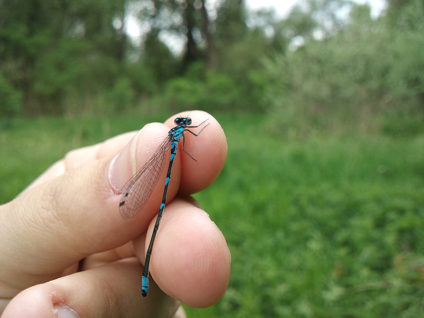 Coenagrion pulchellum - karcsú légivadász