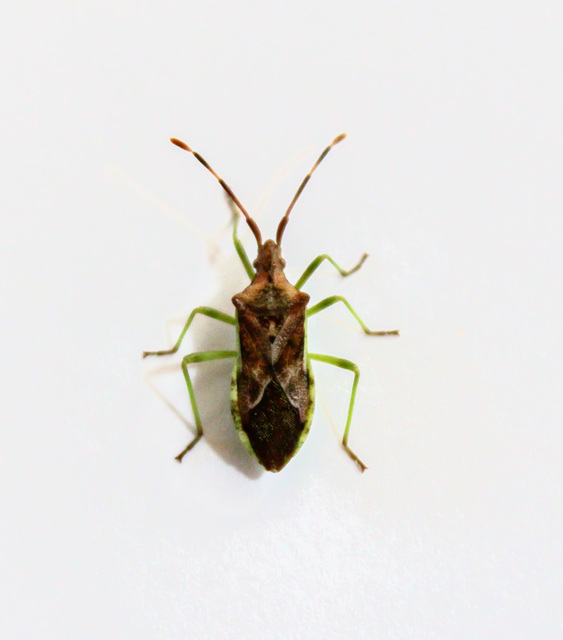 Gonocerus juniperi - boróka-karimáspoloska