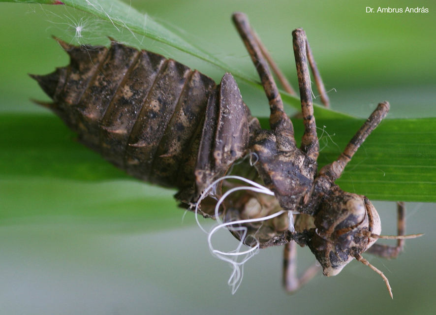 Epitheca bimaculata - kétfoltos sárkányszitakötő