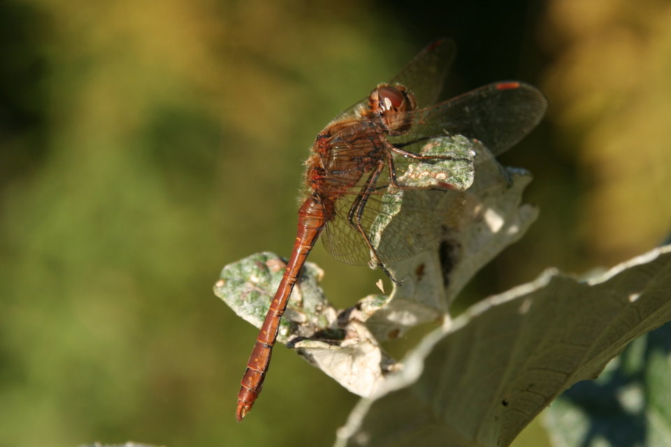 Sympetrum vulgatum - barkós katona-szitakötő