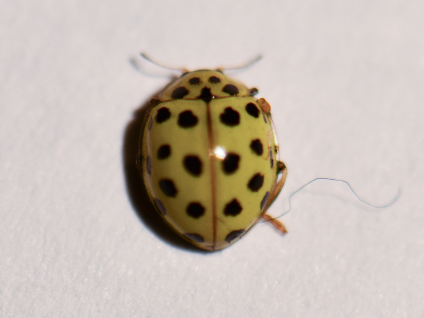 Psyllobora vigintiduopunctata - huszonkétpettyes katica