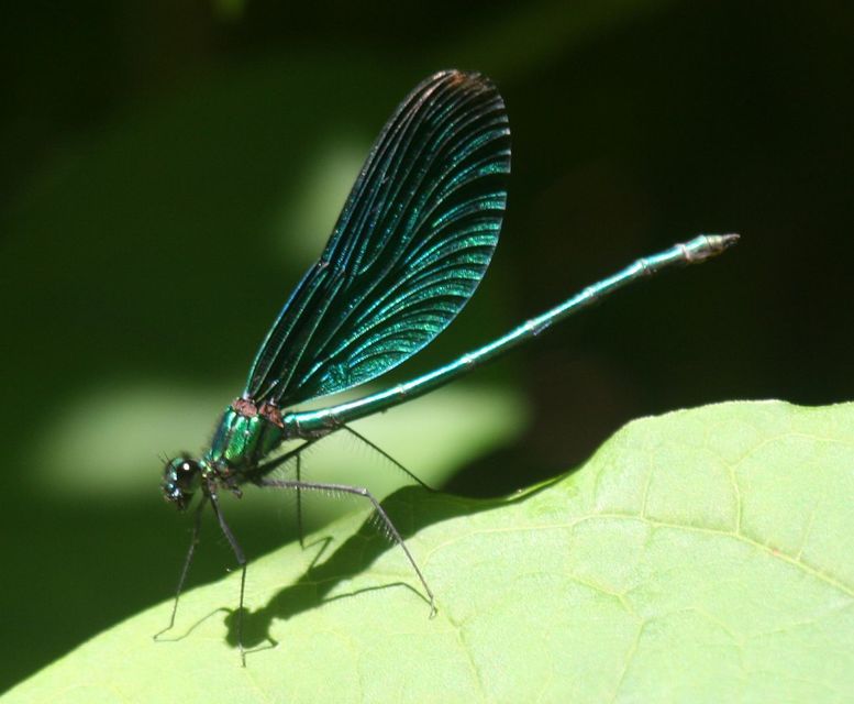 Calopteryx virgo - kisasszony-szitakötő