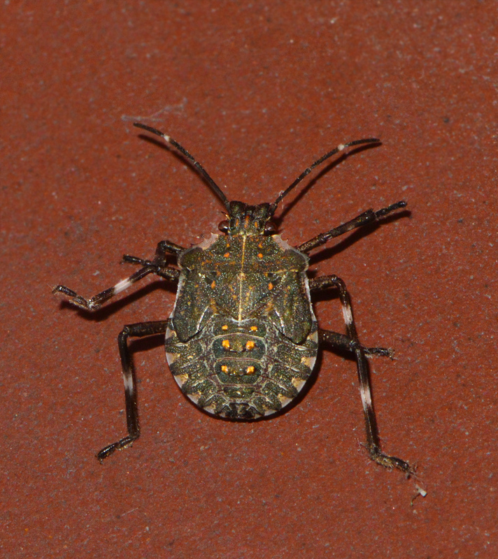 ázsiai márványospoloska (Halyomorpha halys) lárva