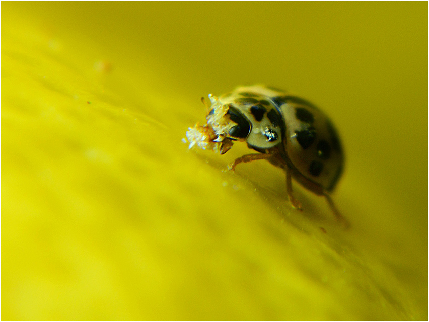 Oenopia conglobata - rózsás katica
