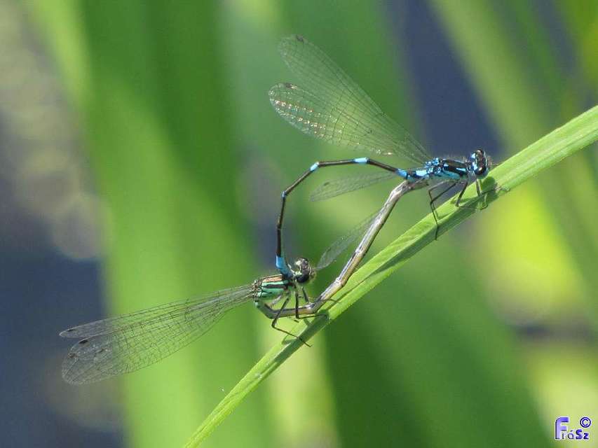 Coenagrion pulchellum - karcsú légivadász