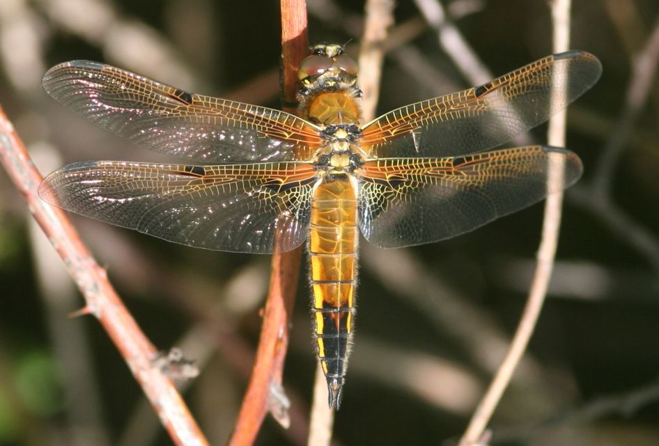 Libellula quadrimaculata - négyfoltos laposacsa