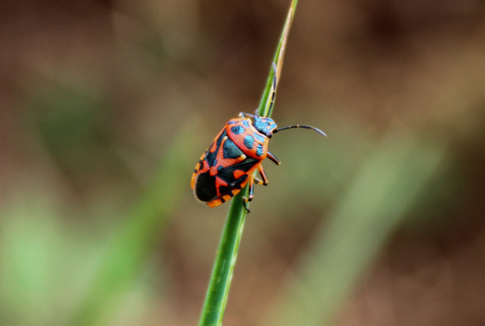 Eurydema Eurydema