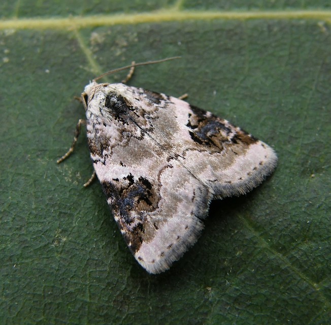 Pseudeustrotia candidula - fehéres apróbagoly