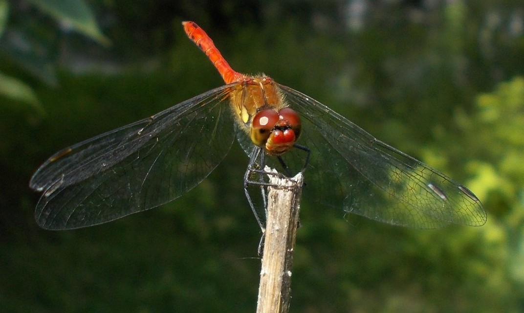 Sympetrum sanguineum - vörös katona-szitakötő