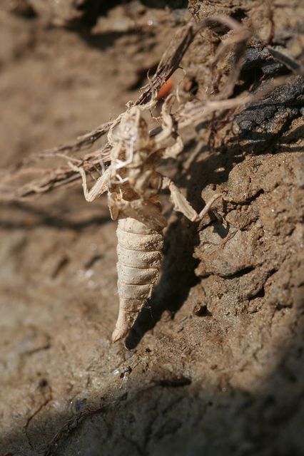 Gomphus flavipes - sárgalábú folyami-szitakötő