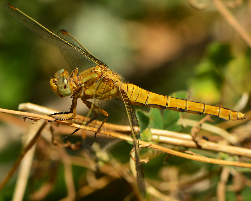 Orthetrum coerulescens - karcsú pásztorszitakötő