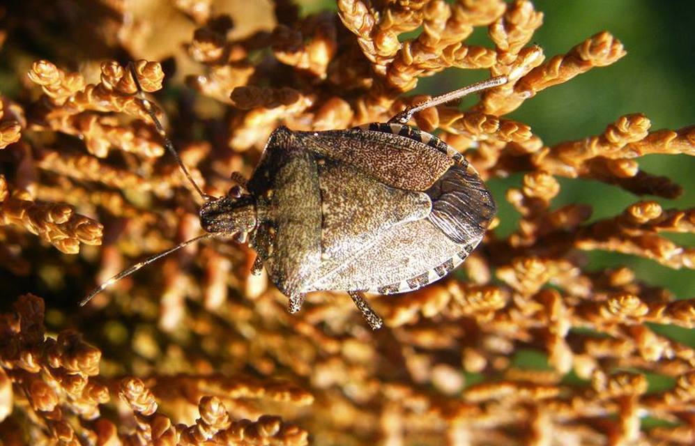 halyomorpha halys - Halyomorpha halys