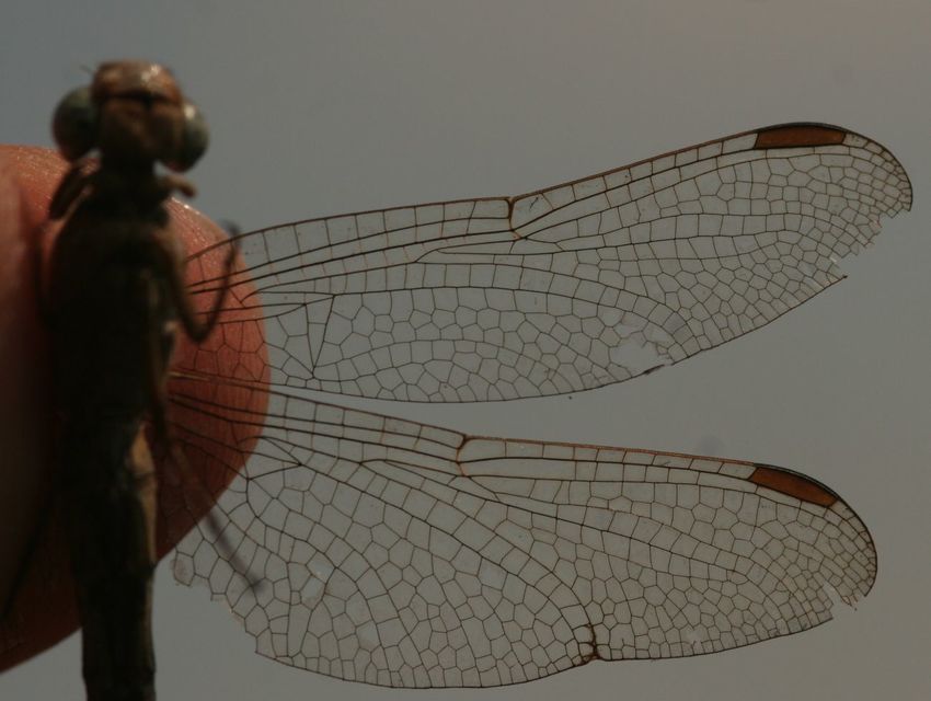Orthetrum coerulescens - karcsú pásztorszitakötő