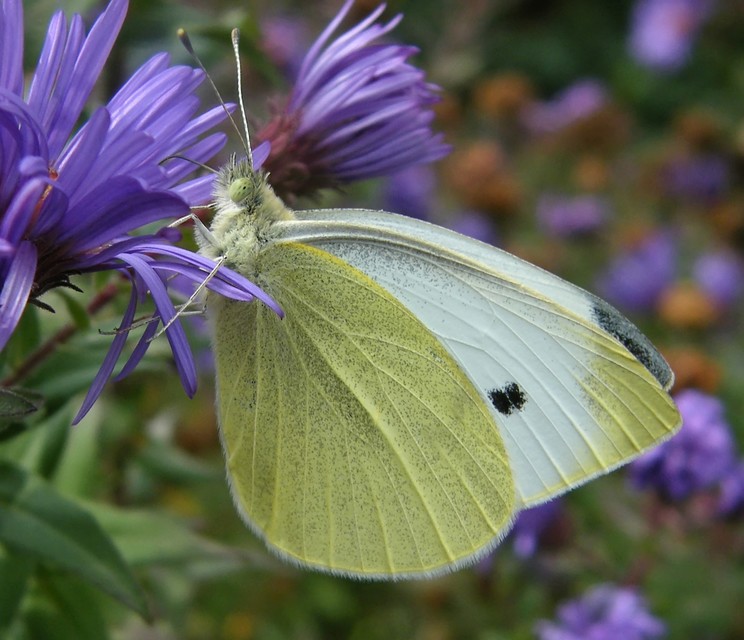 Pieris rapae - répalepke