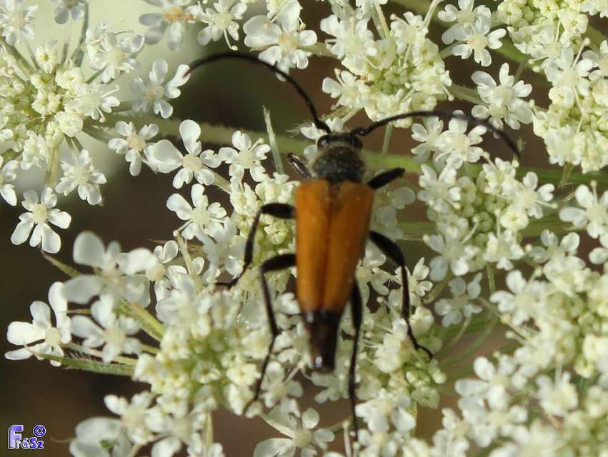 Stictoleptura fulva - vörhenyes virágcincér