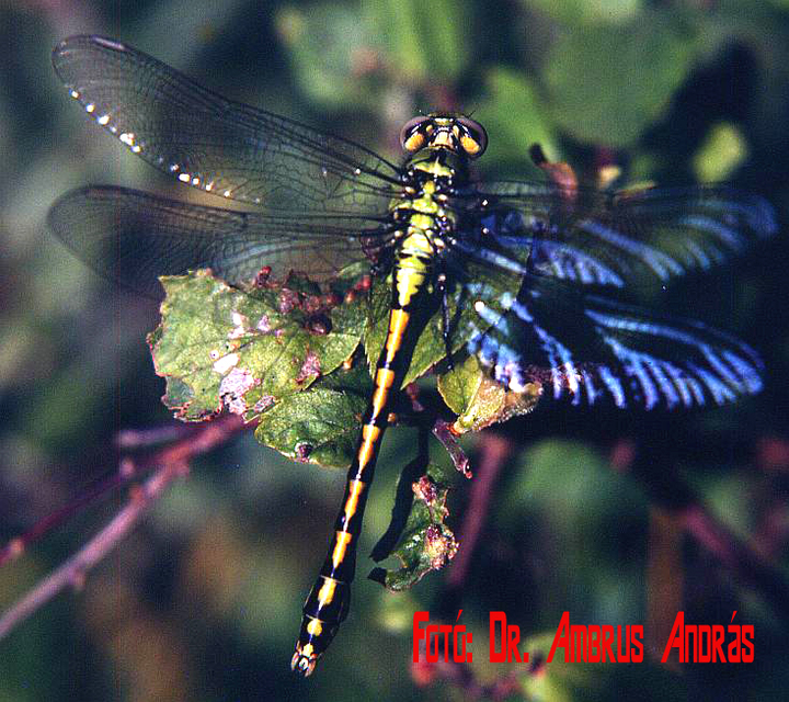 Ophiogomphus cecilia - zöld folyami-szitakötő
