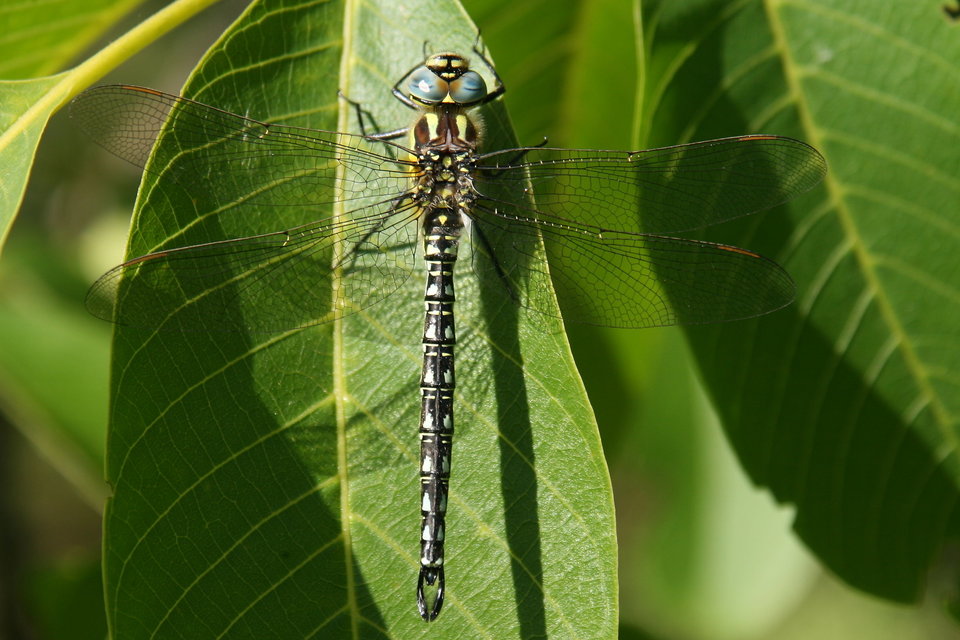 Brachytron pratense - szőrös karcsúacsa