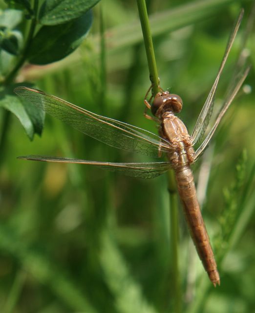 Crocothemis erythraea - skarlát szitakötő
